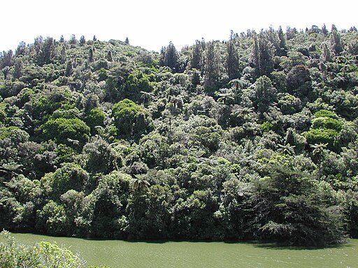 Native bush along lower lake in Karori Wildlife Sanctuary