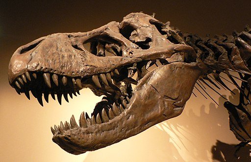 Tyrannosaurus Rex