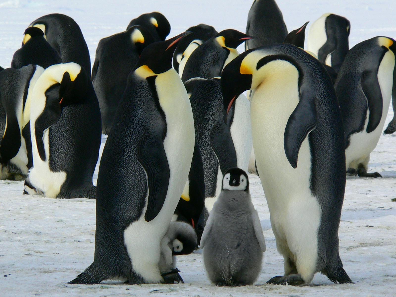 The Role of Artificial Intelligence in Studying Animal Communication