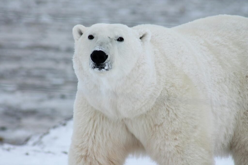 Close-up of a polar bear in its natural icy habitat, showcasing its majestic presence.