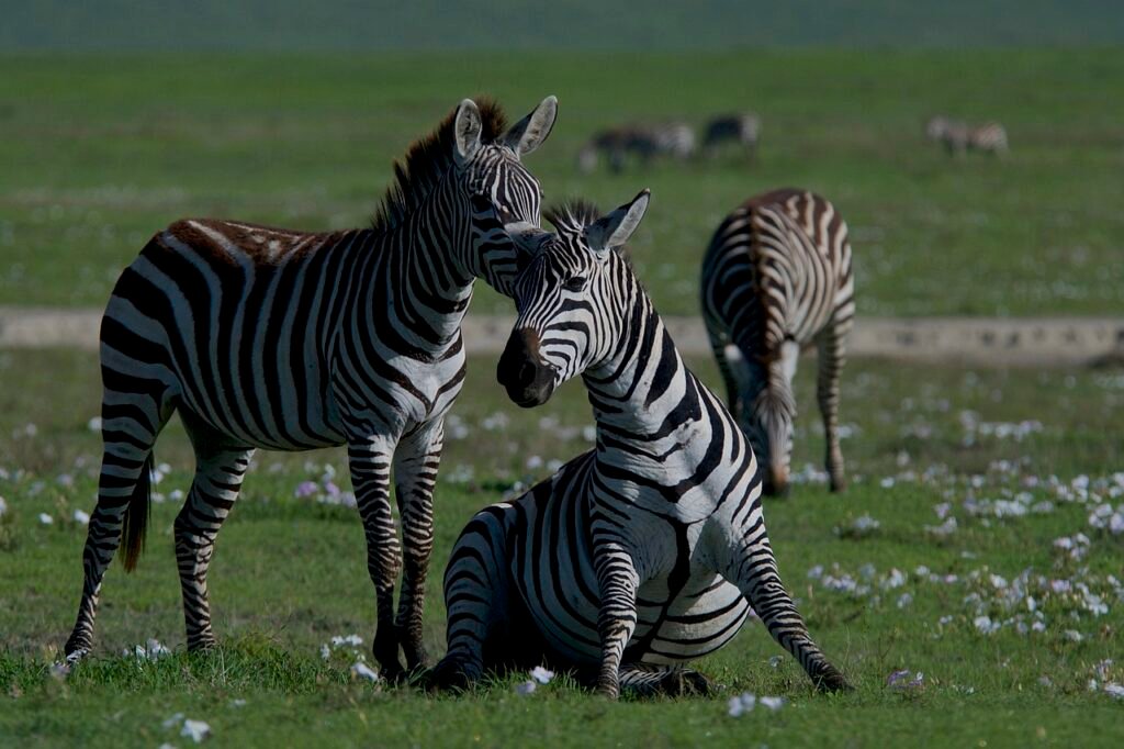 zebras, animals, safari, mammals, equine, wildlife, stripes, striped, wilderness, wild, biodiversity, ecosystem, nature, playful, biodiversity, biodiversity, biodiversity, biodiversity, biodiversity, ecosystem, ecosystem