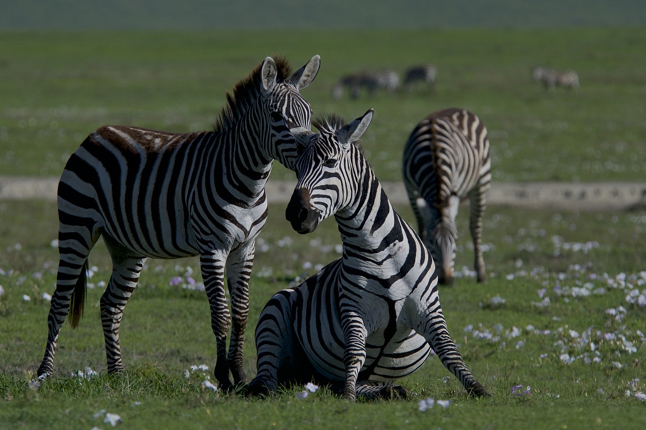 What the Loss of Species Means for Ecosystems and Human Health