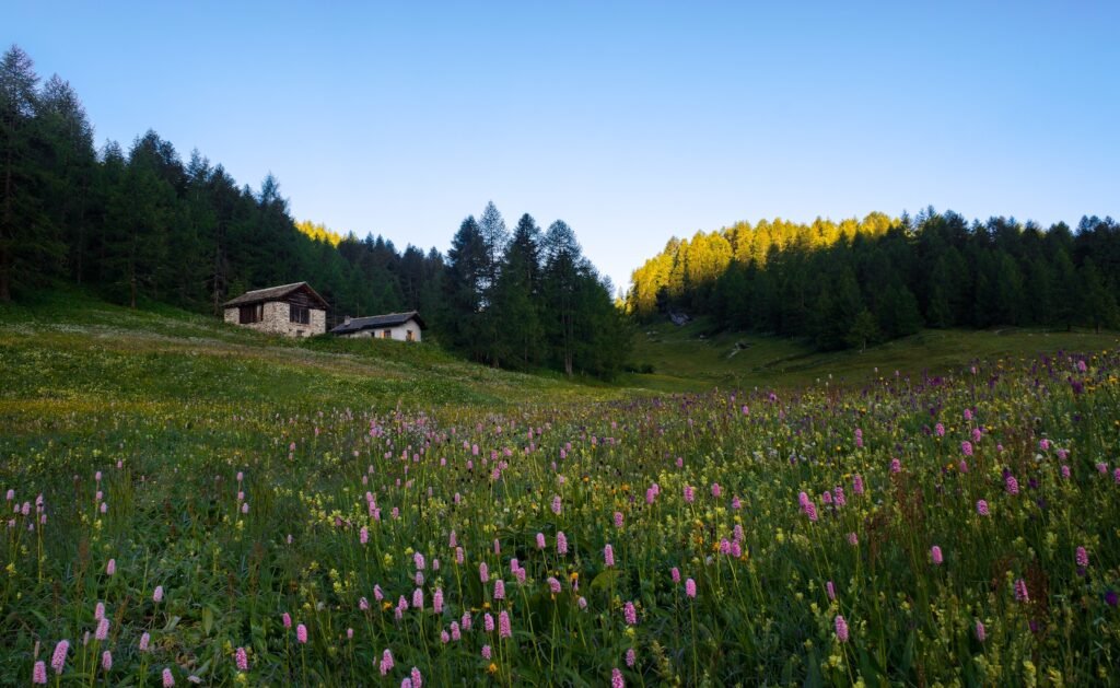 Lush flower field near a house during the daytime.
