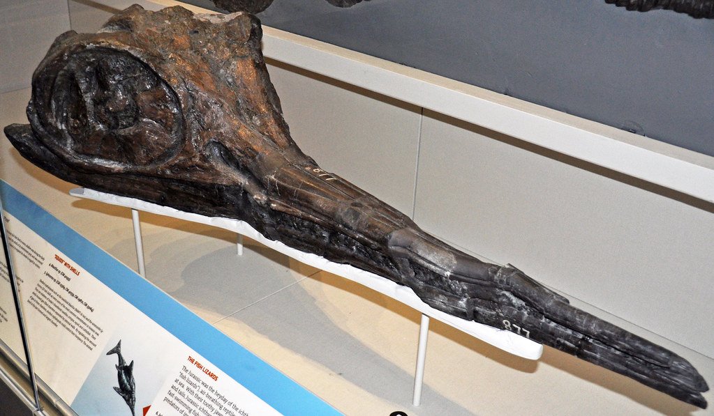 A fossil of an Ichthyosaurus head Lyme Regis Museum, England.