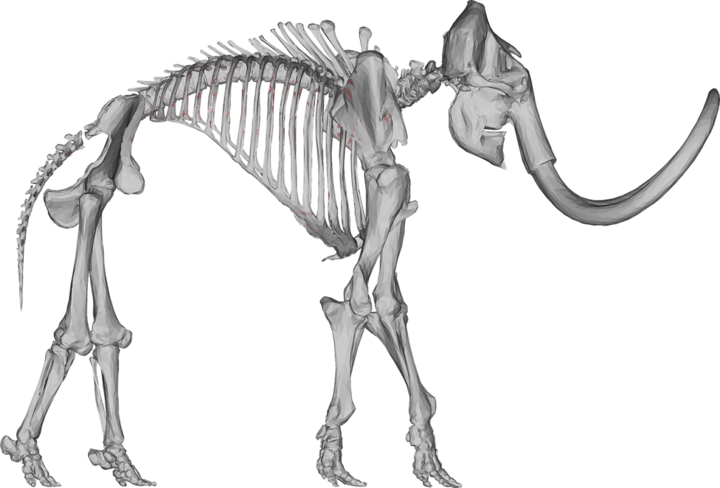A 3D recreation of the skeletal structure of a woolly mammoth.