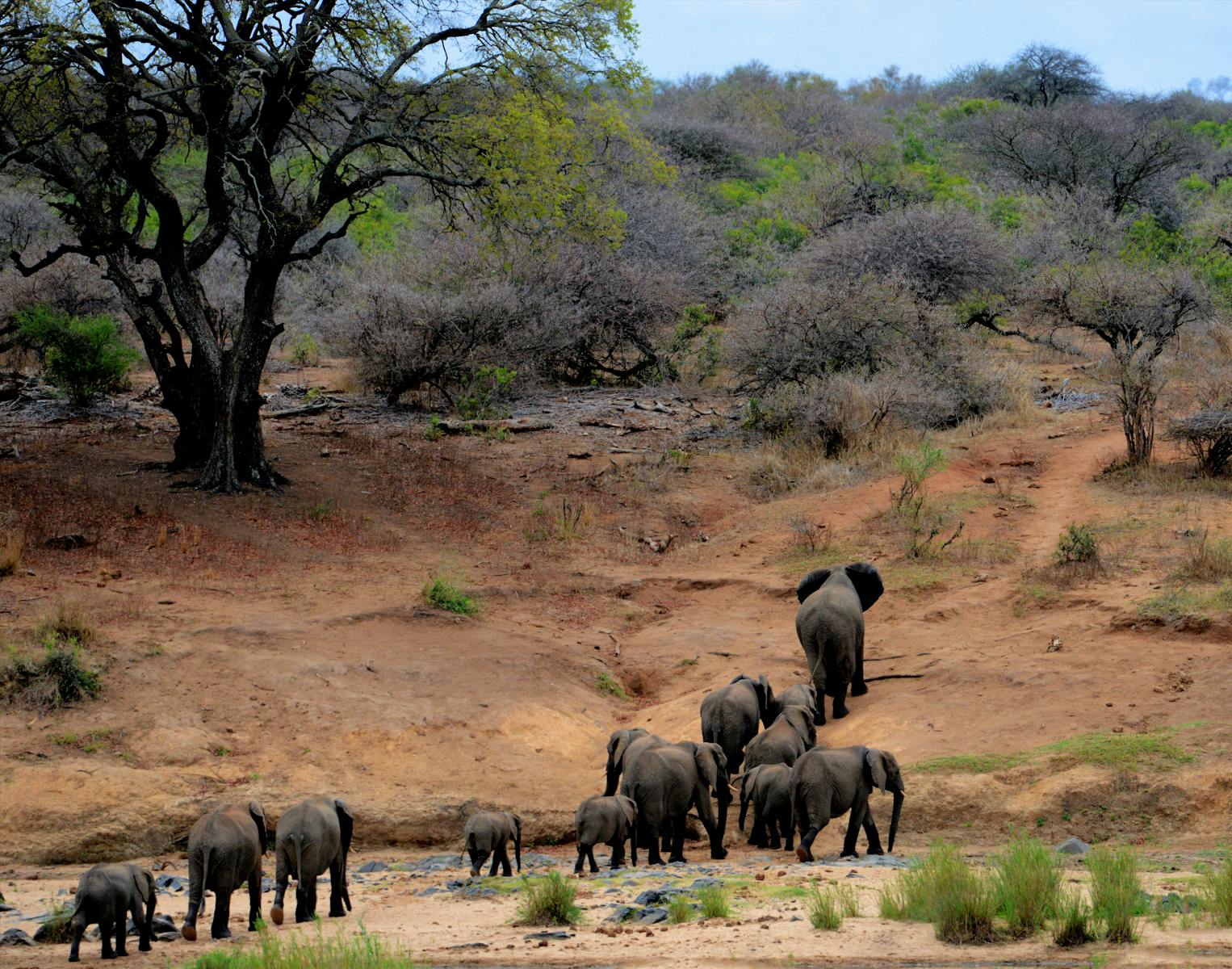 The Potential of CRISPR for Improving Animal Health in the Wild