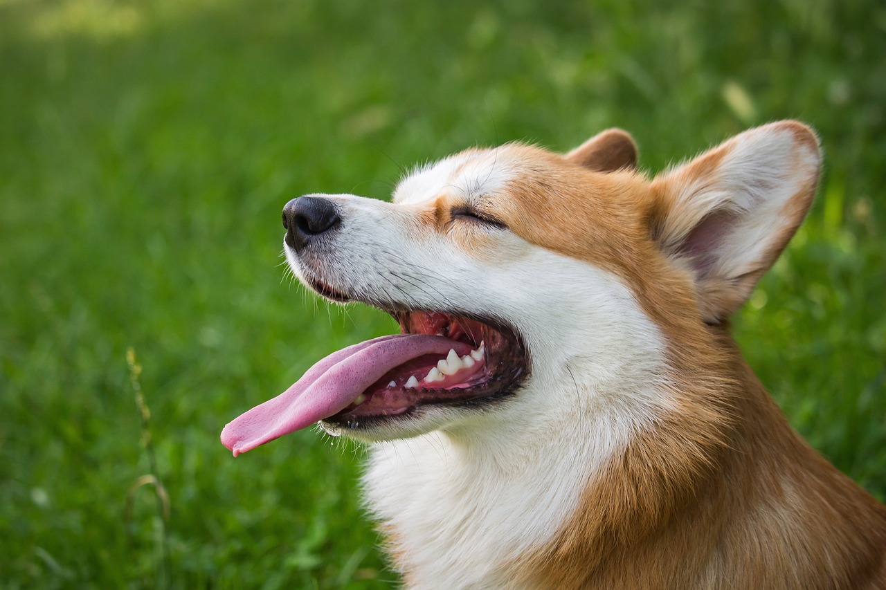 Cuddles to Costs: New Study Reveals What It’s Really Like to Own a Dog