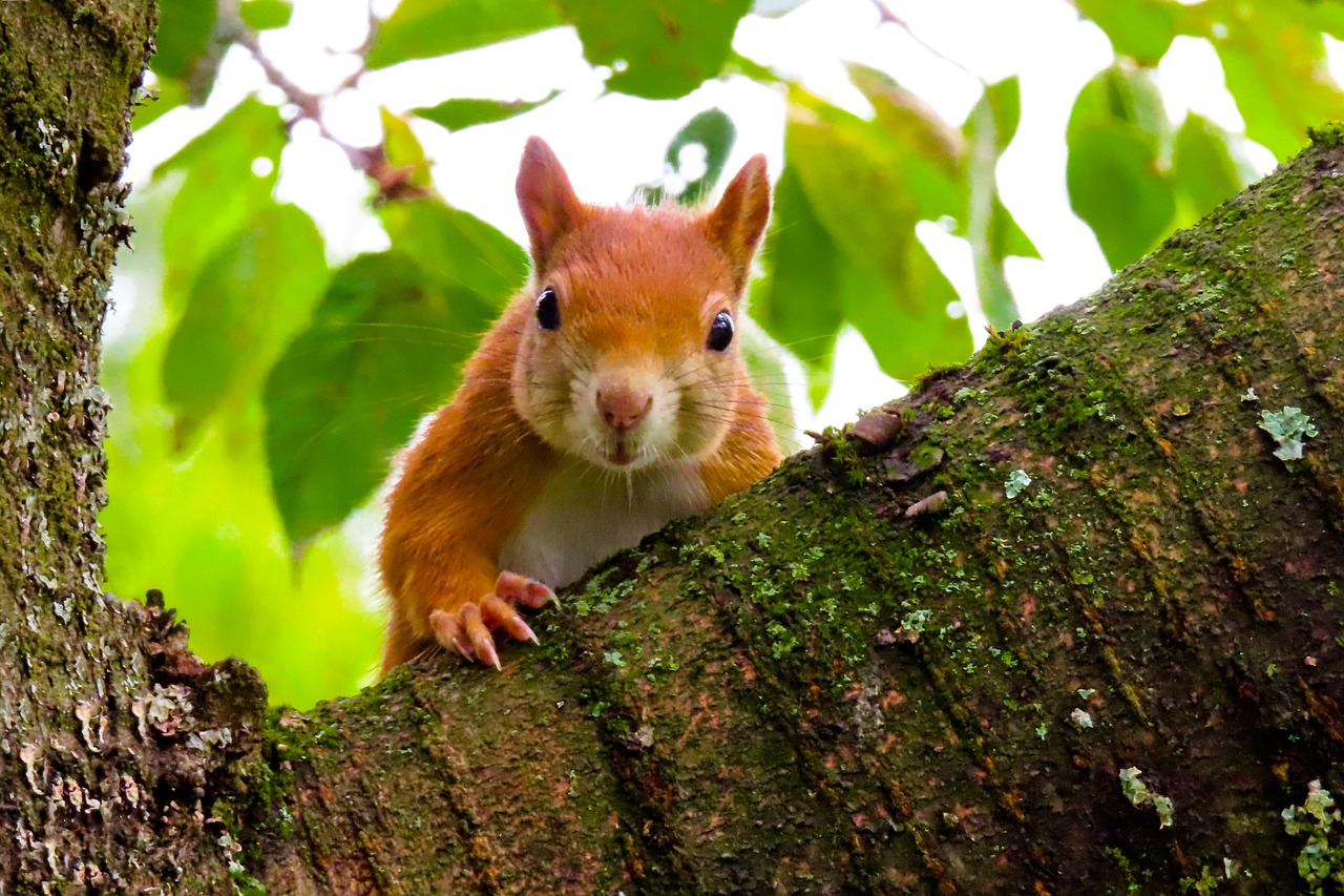 Red vs. Grey: The Squirrel Story That Captures a Century of Ecological Change