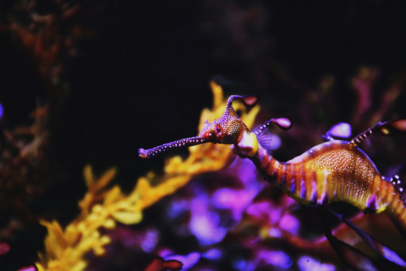 10 Incredible Marine Animals You’ve Never Heard Of