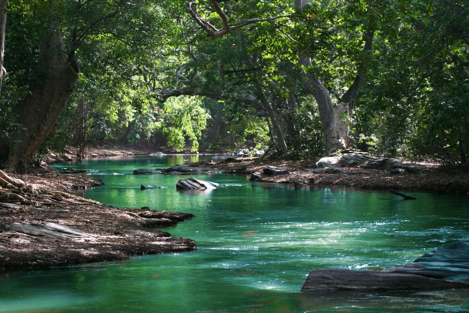How We Are Losing Biodiversity and What We Can Do to Reverse It