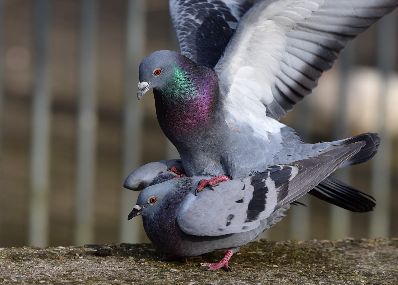 The Mating Habits of Birds: From Elaborate Dances to Songs of Seduction