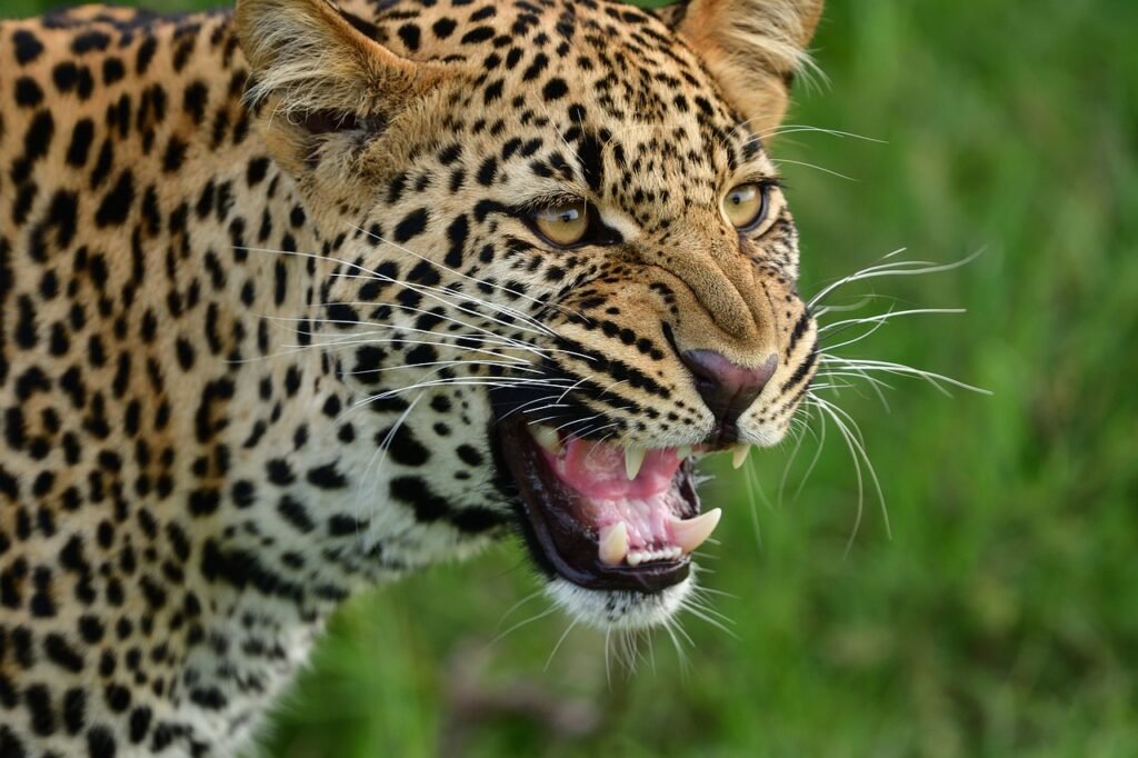 Close-up of a tiger baring its teeth in a defensive or aggressive posture, set against a background of green grass.