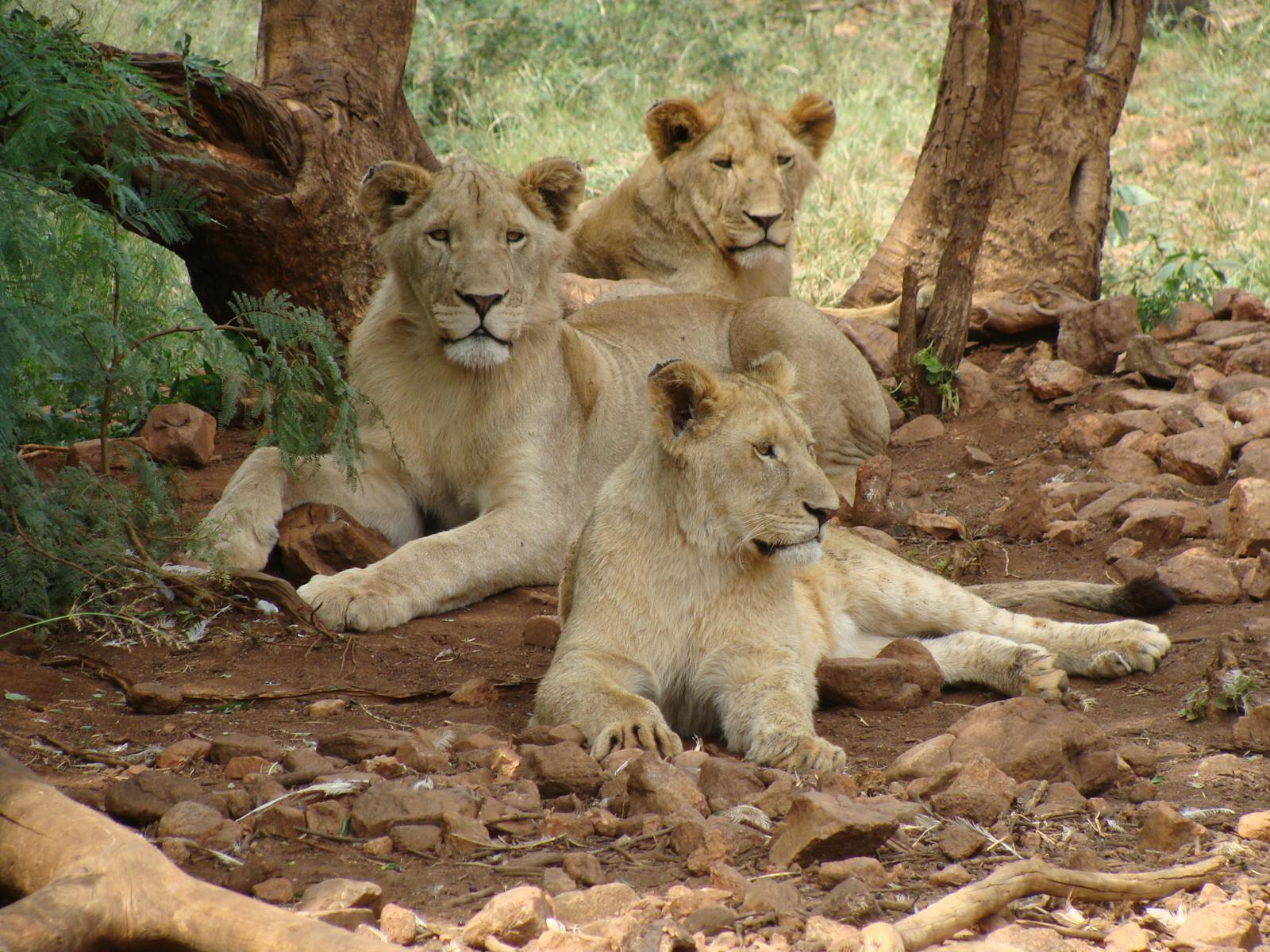 What Wild Animals Teach Us About the Spread of Infectious Diseases