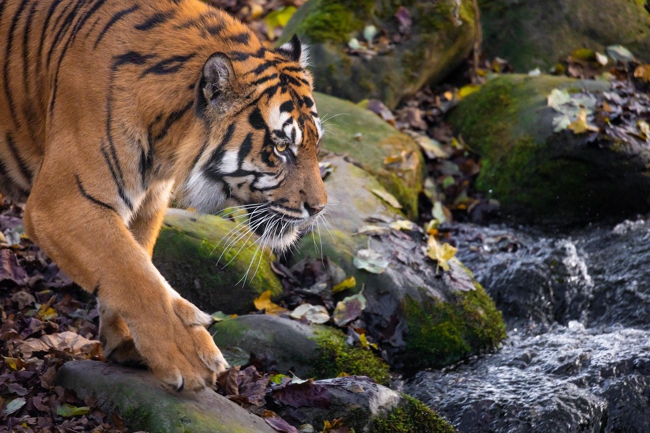 How Humans Are Changing Animal Habitats and What We Can Do to Help