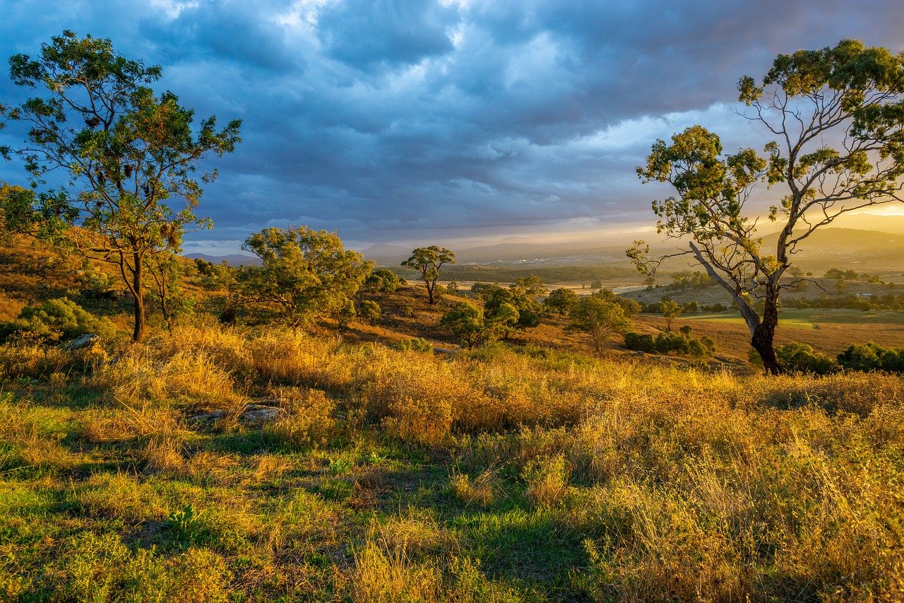 The Role of Rewilding in Mitigating Climate Change