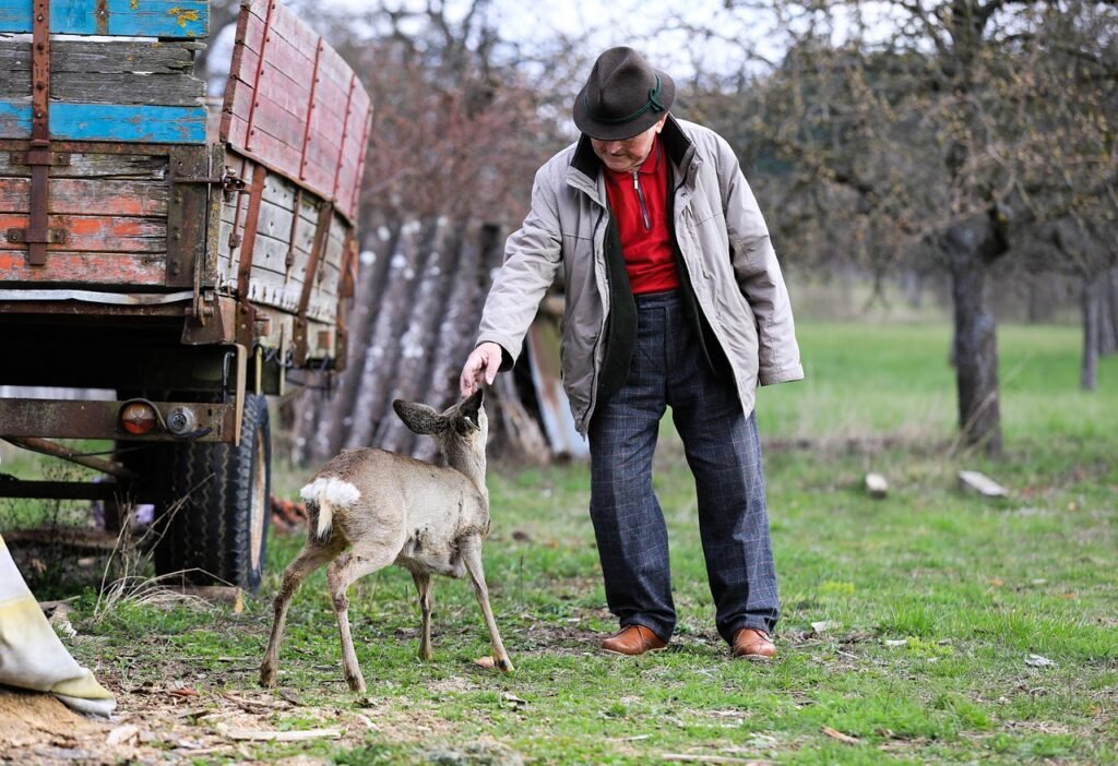 Old man petting a wild deer.