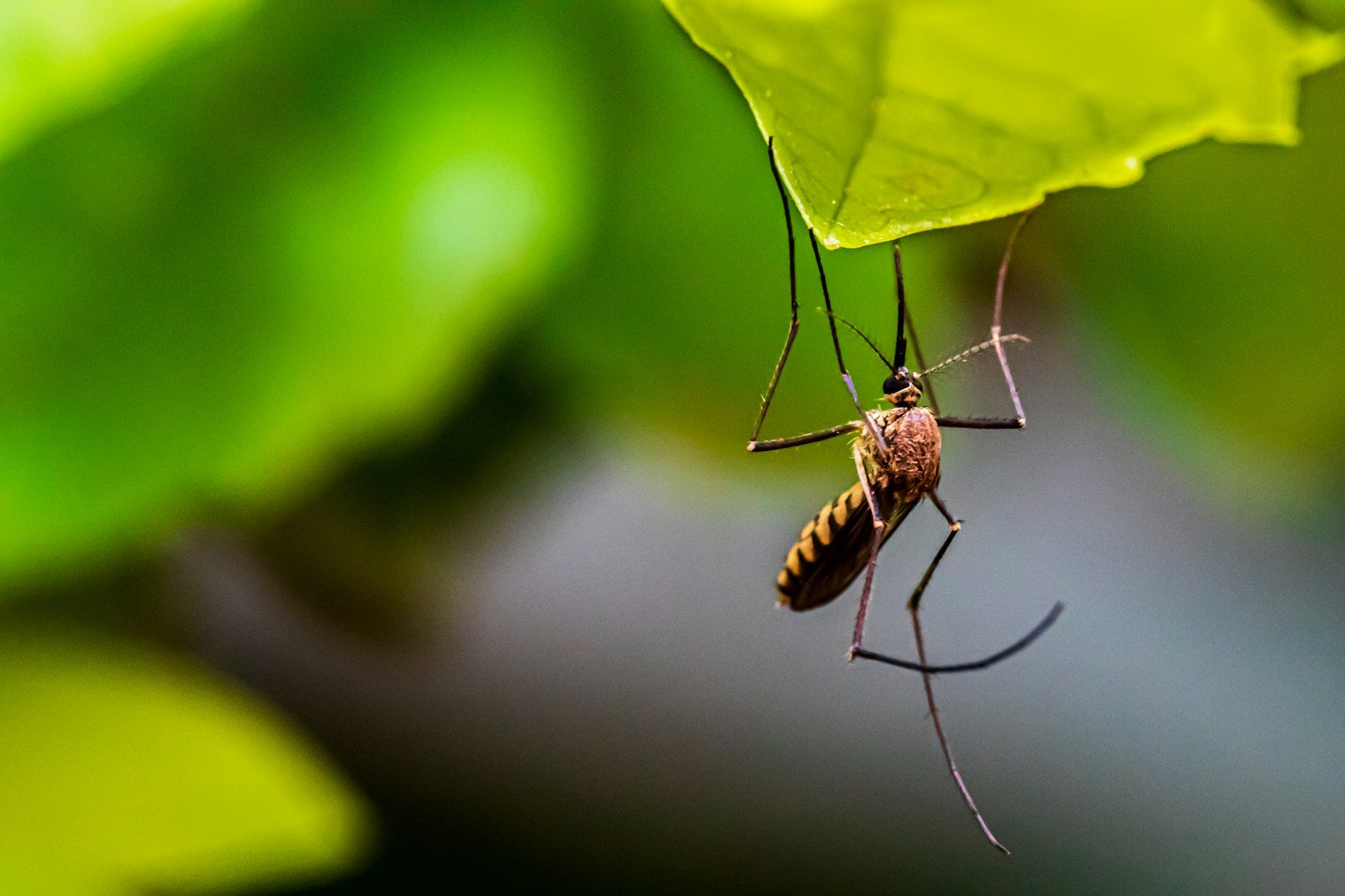 Mosquitoes Break the Rules: Global Study Reveals Unexpected Feeding Flexibility