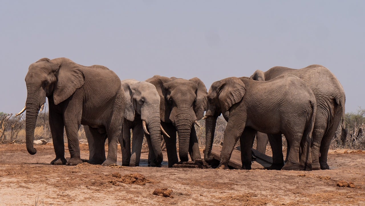 How Wildlife Rehabilitation Centers Help Injured and Sick Animals Return to the Wild