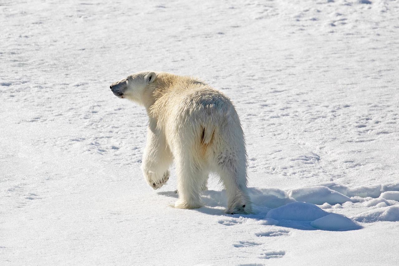 Rising Temperatures and the Future of Arctic Wildlife