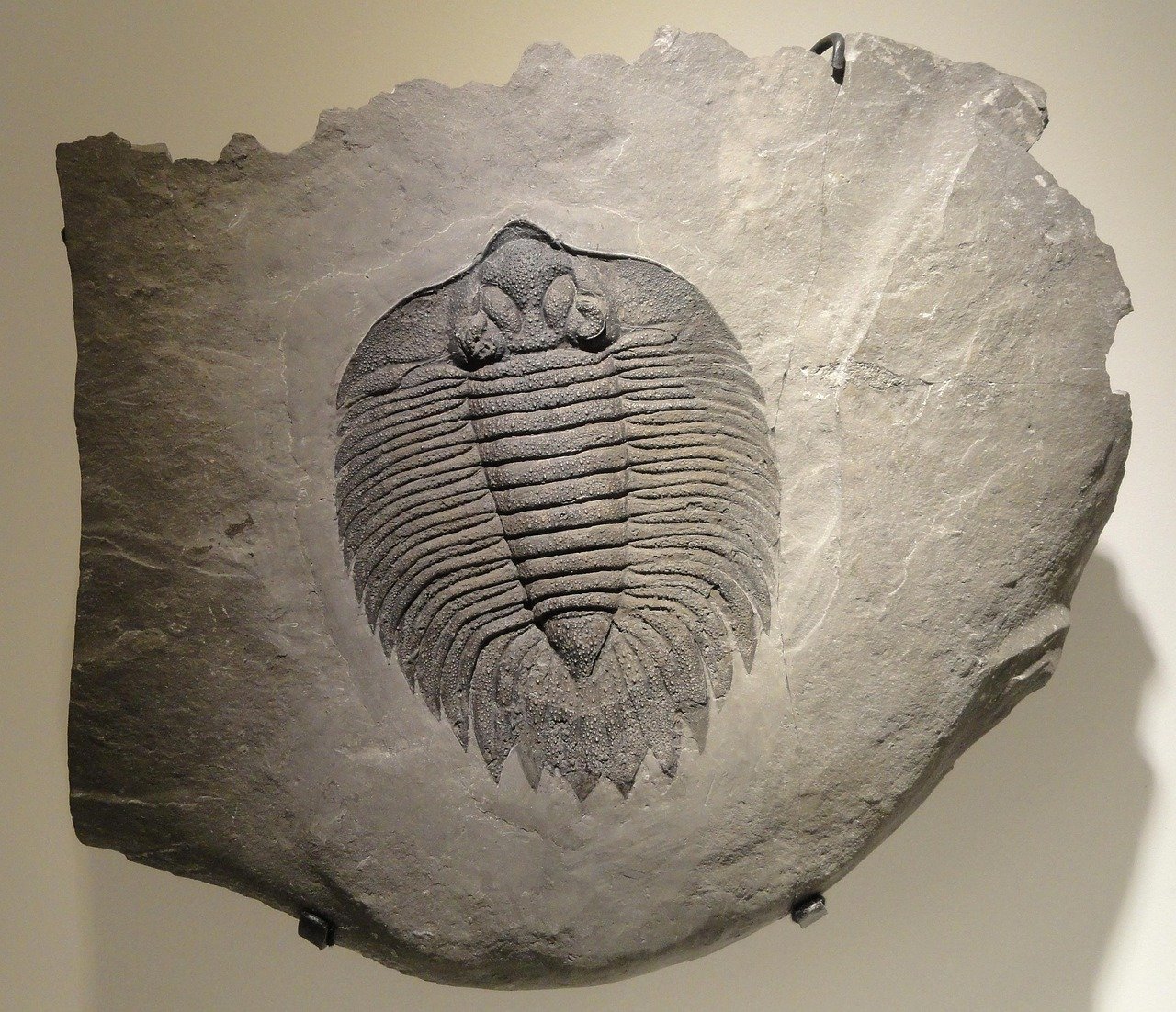 A fossil of the trilobite.