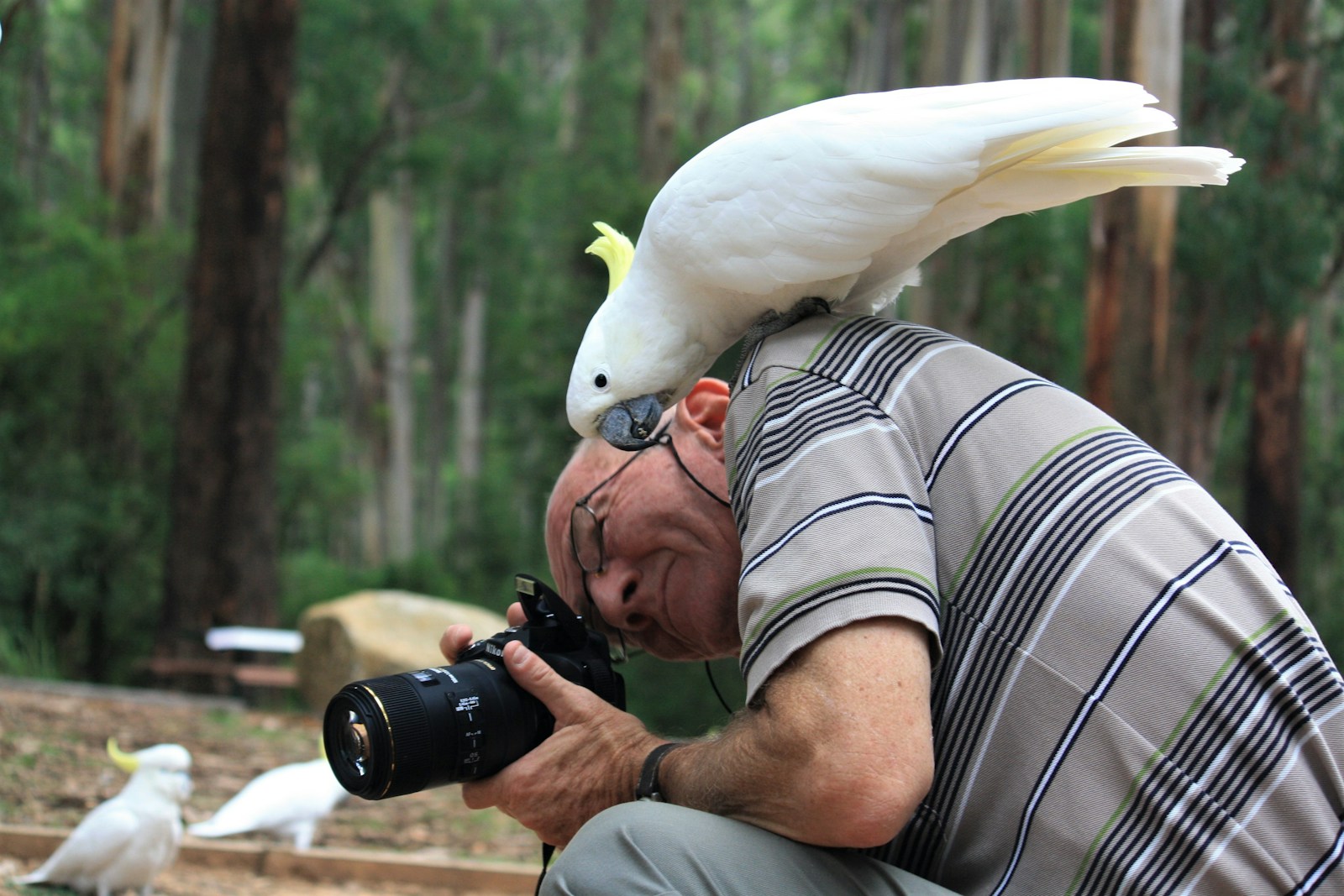 How Camera Traps Are Revolutionizing Wildlife Monitoring