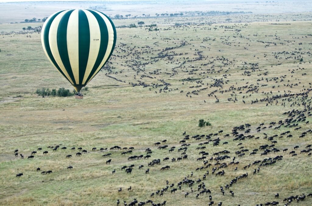 Hundreds of wildebeests fleeing.