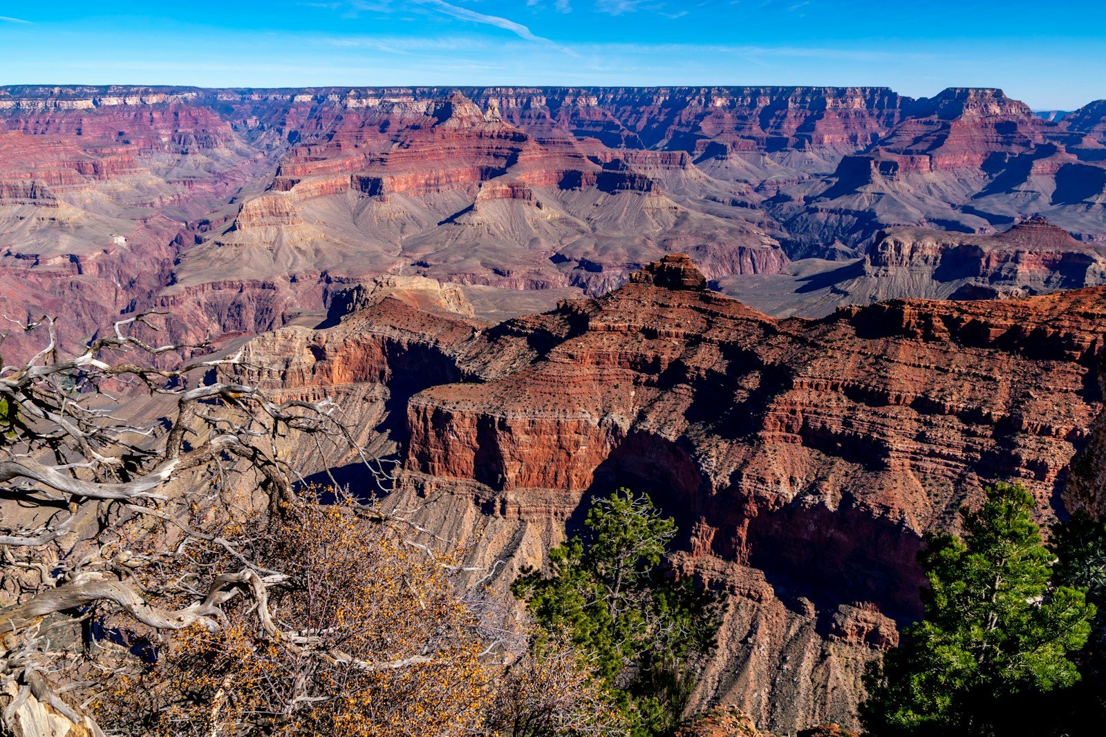 Did Dinosaurs Roam the Grand Canyon? What Scientists Have Discovered