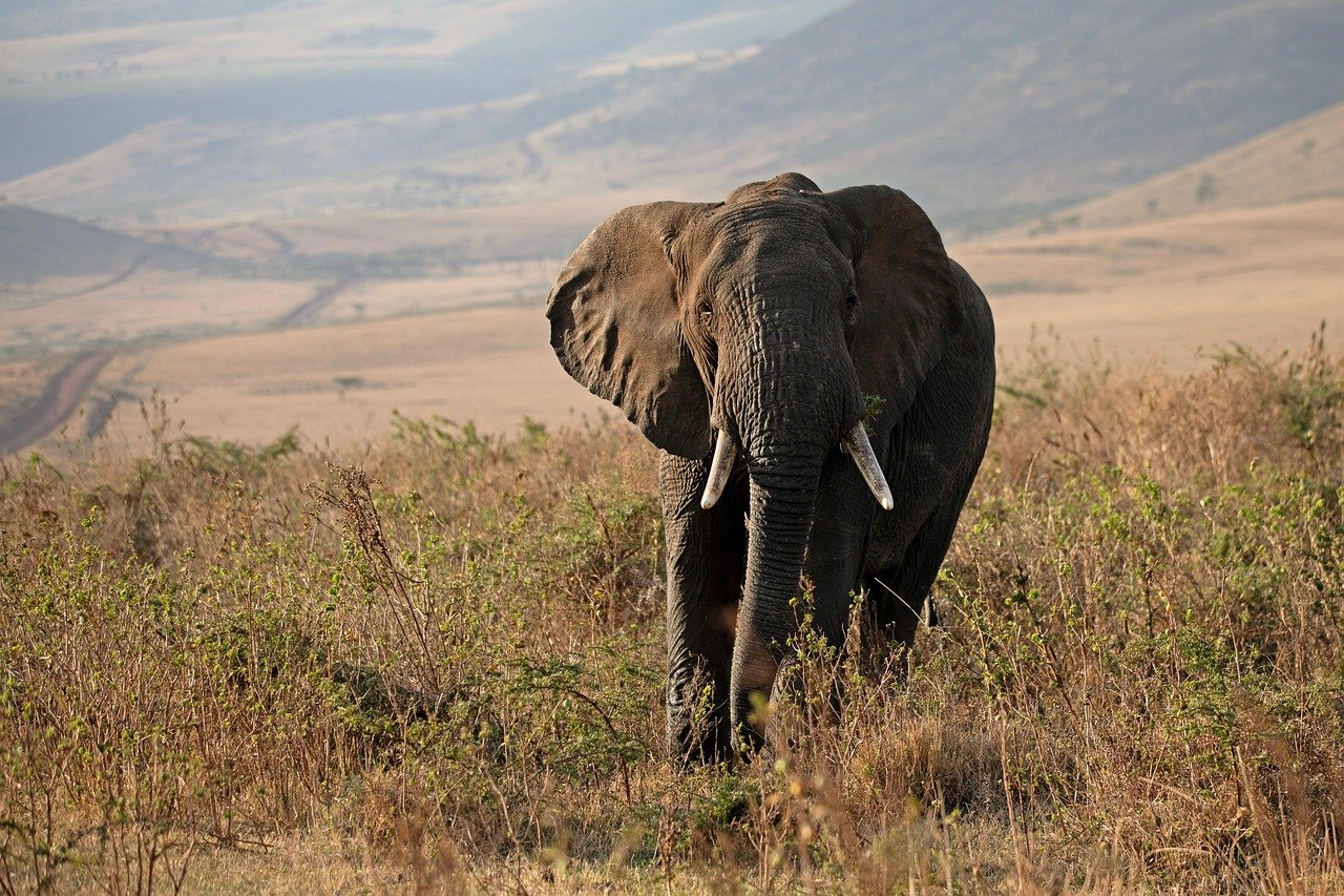 How Elephants Are Engineering the African Savanna Without Even Knowing It