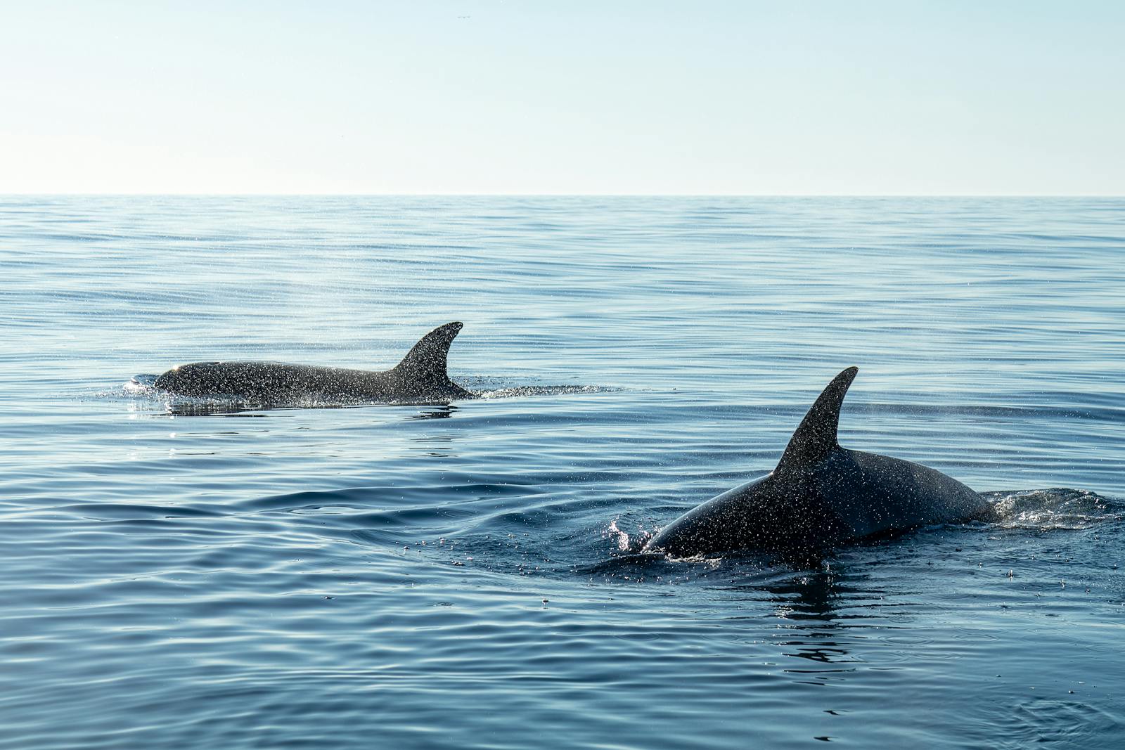 Studying the Brains of Dolphins and Whales and What We Can Learn About Intelligence
