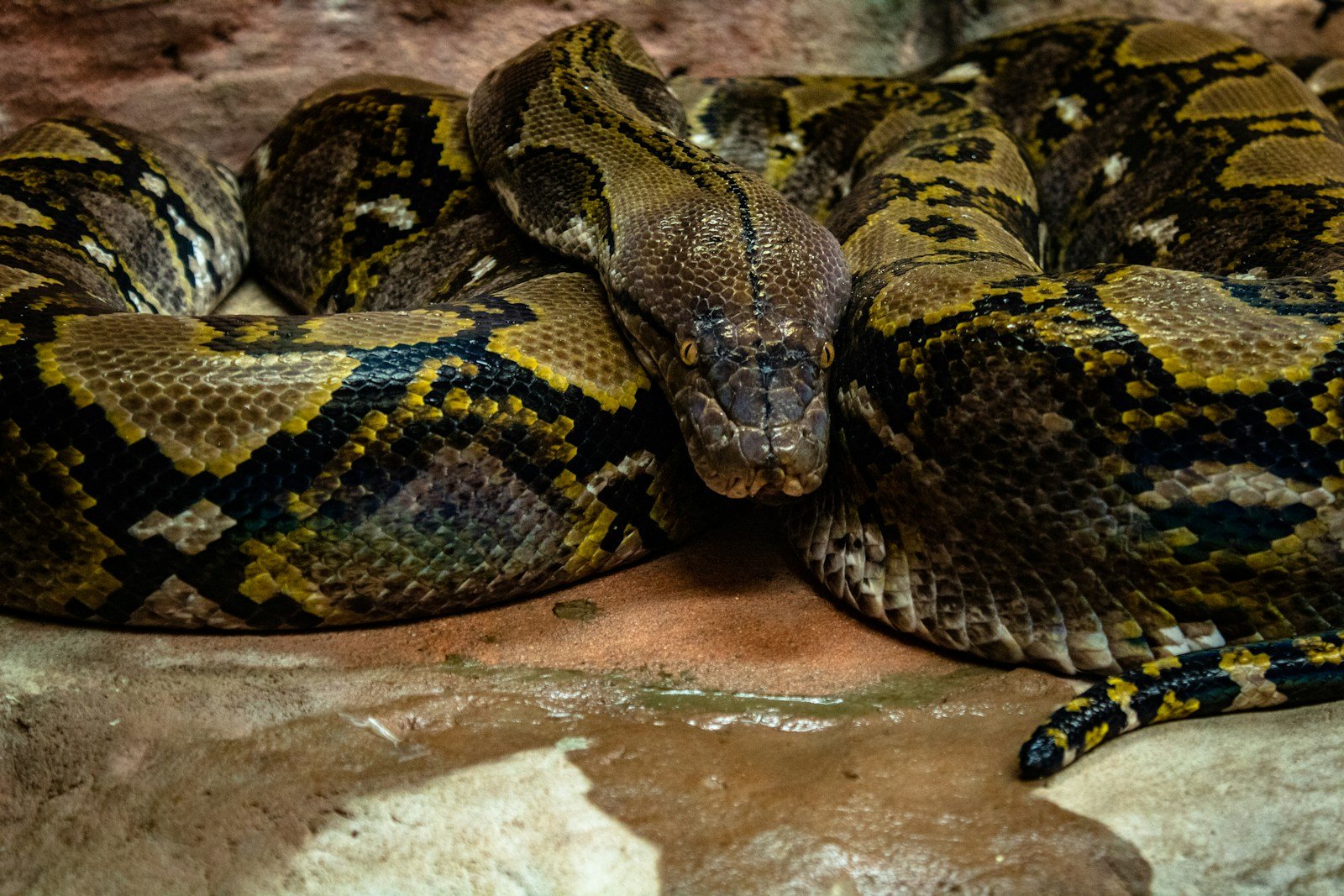 The Most Destructive Invasive Species in North America