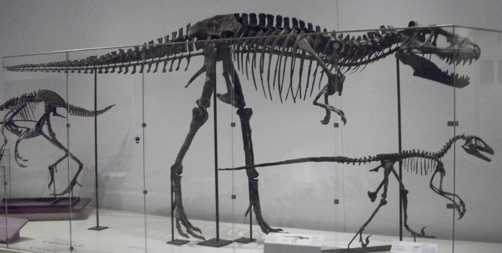 Albertosaurus an Deinonychus fossils