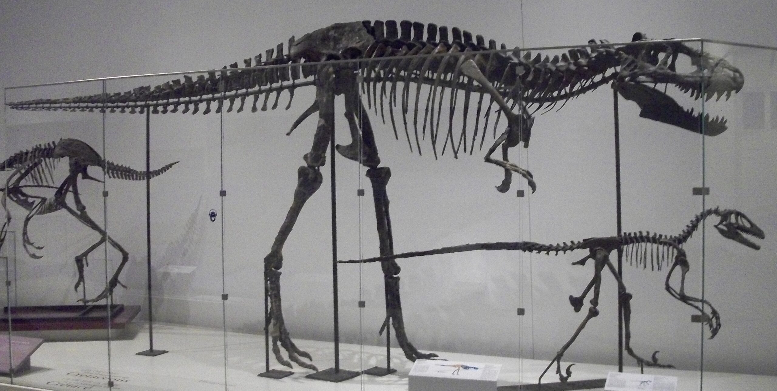 The 10 Biggest Dinosaur Fossils Ever Found