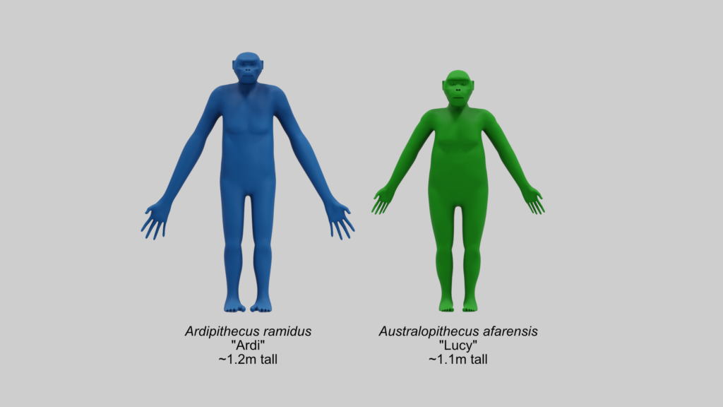 Ardi and lucy comparison