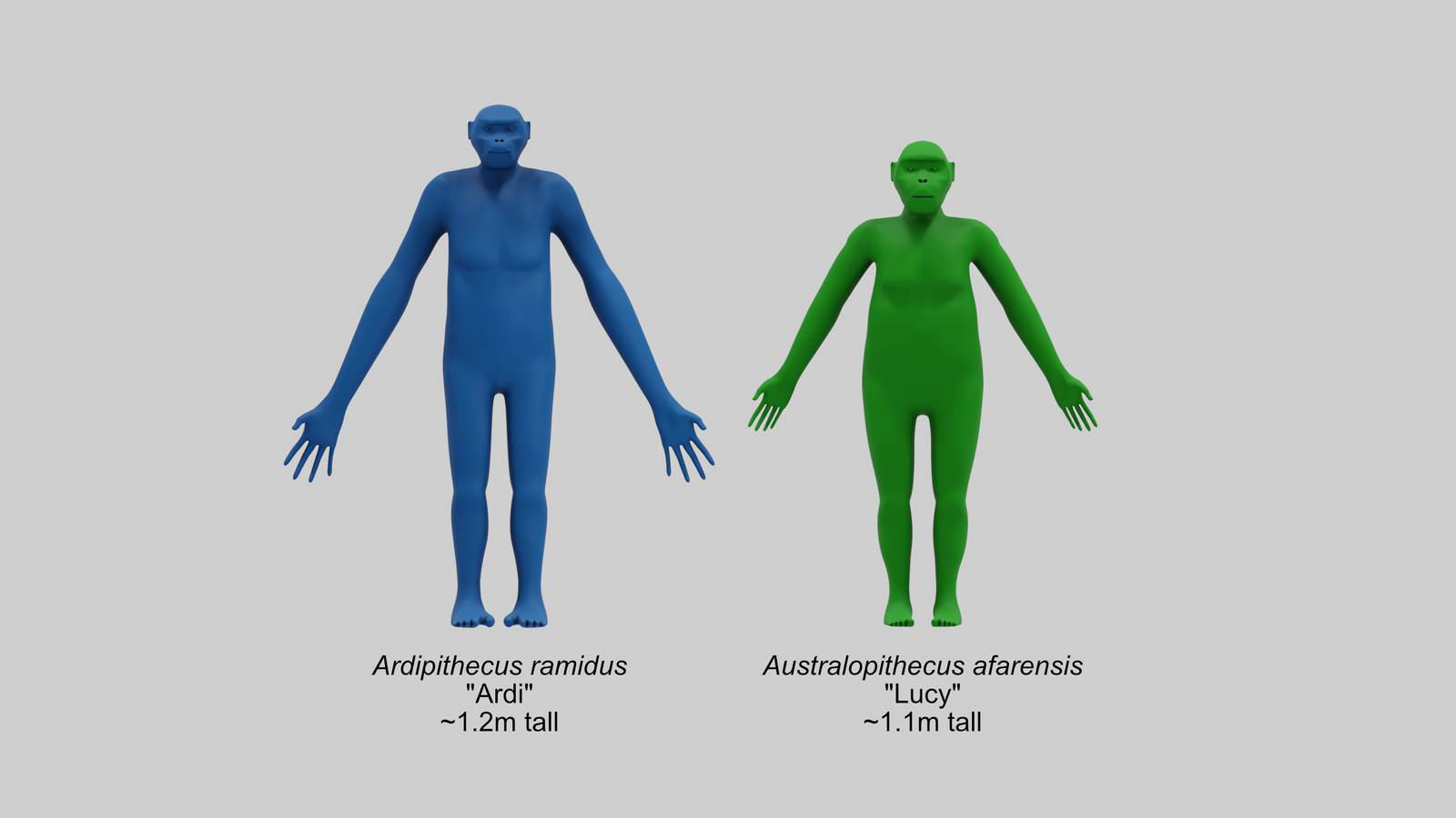 Ardi and lucy comparison