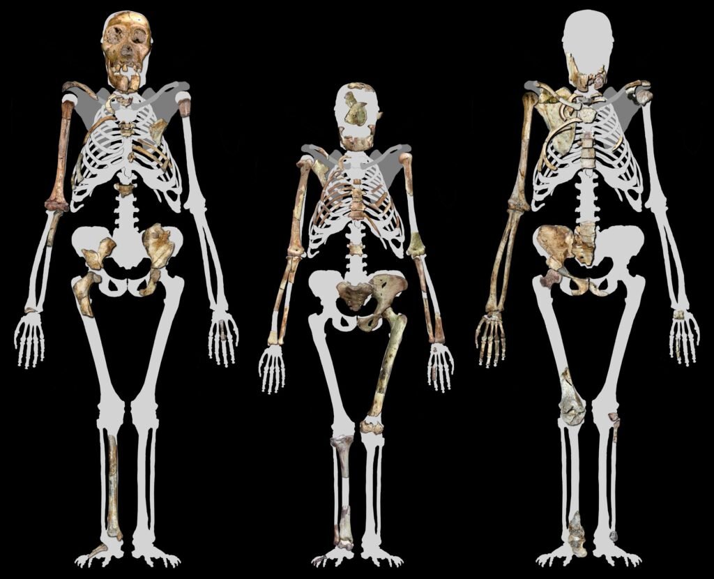 Australopithecus afarensis lucy