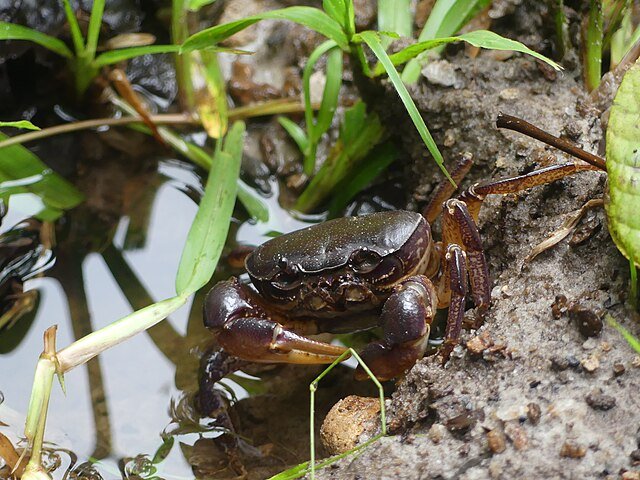 Biodiversity - Crab in a water body with plants