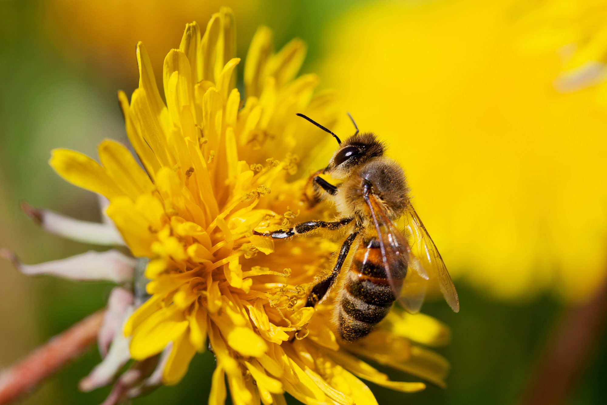The Role of Bees in Climate Resilience and Ecosystem Health