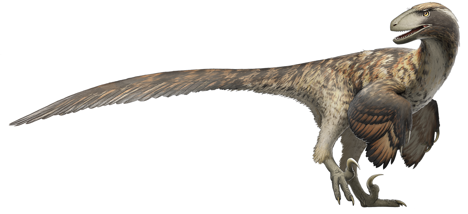 The Deinonychus Discovery How It Changed Our Understanding of Dinosaur Behavior