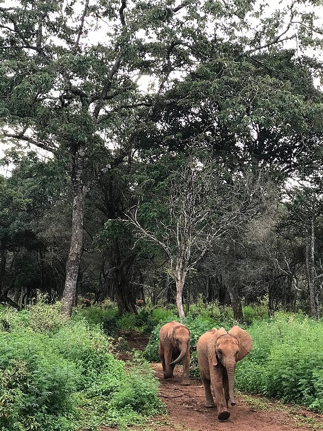 Baby elephants walking at wildlife conservation forest