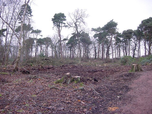 Kirkcaldy , Dunnikier Park , Garden Wood, after woodland management