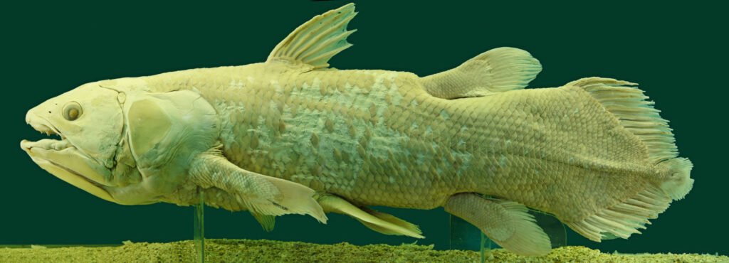 A coelacanth, an ancient fish species