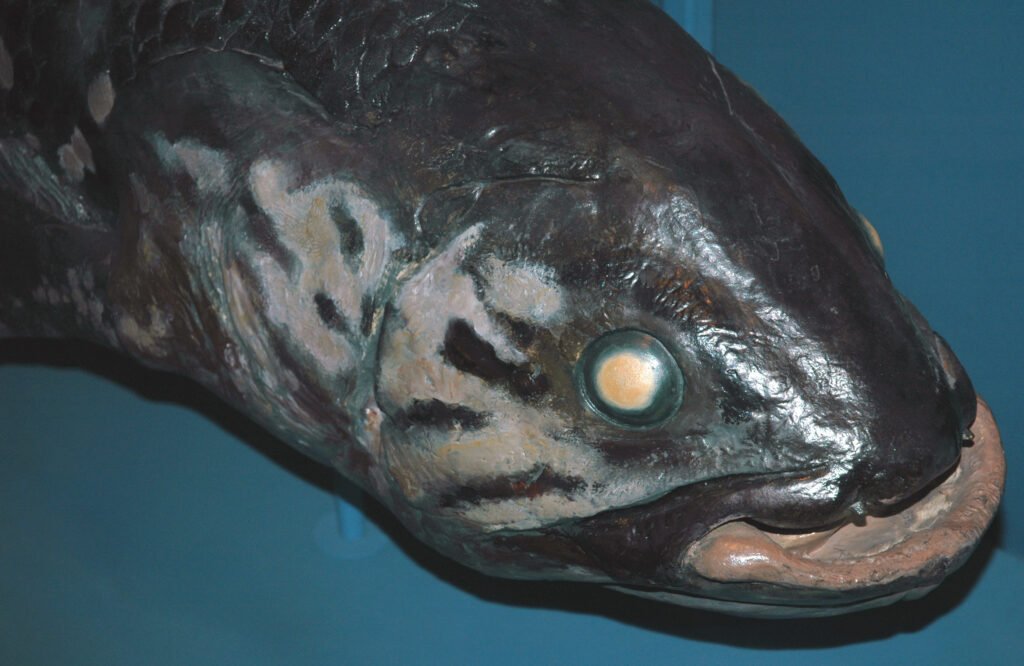 A coelacanth gliding through the ocean depths