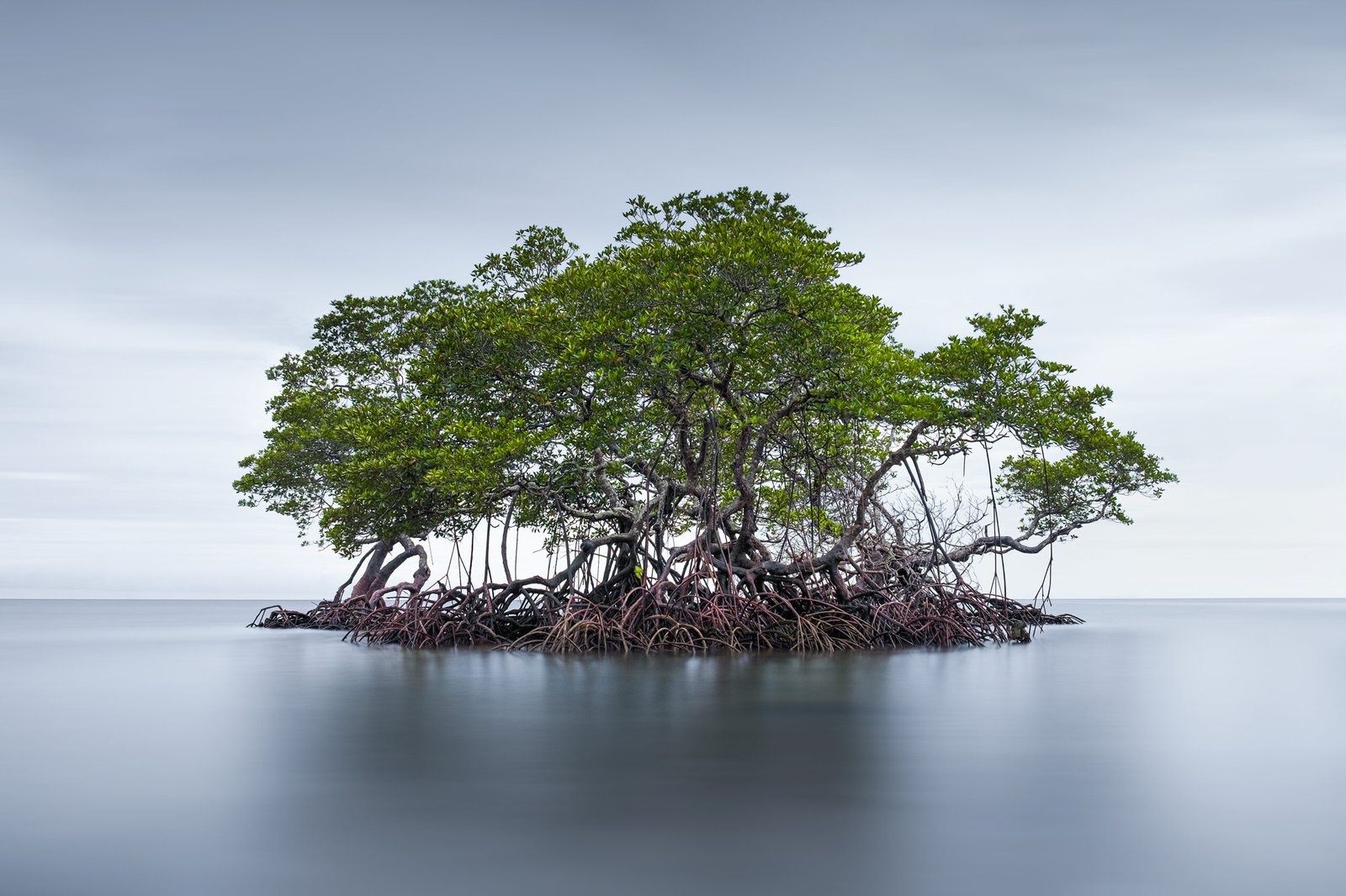 How Mangroves Protect Coastlines and Store More Carbon Than Rainforests