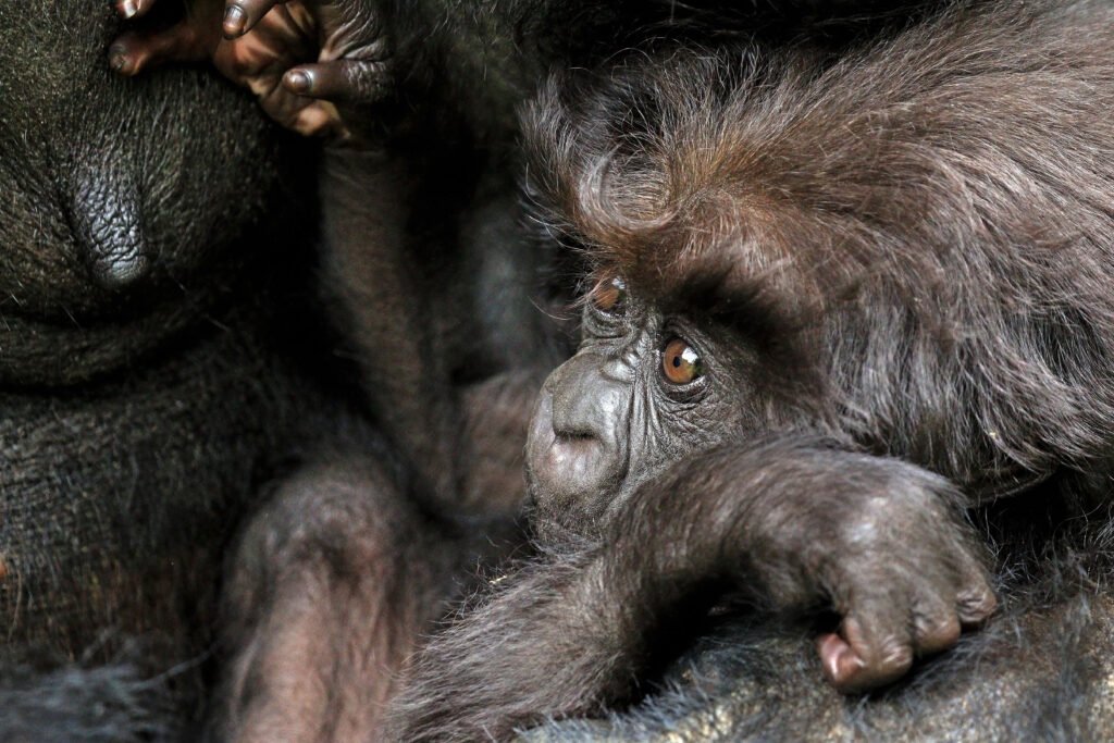 a baby mountain gorilla