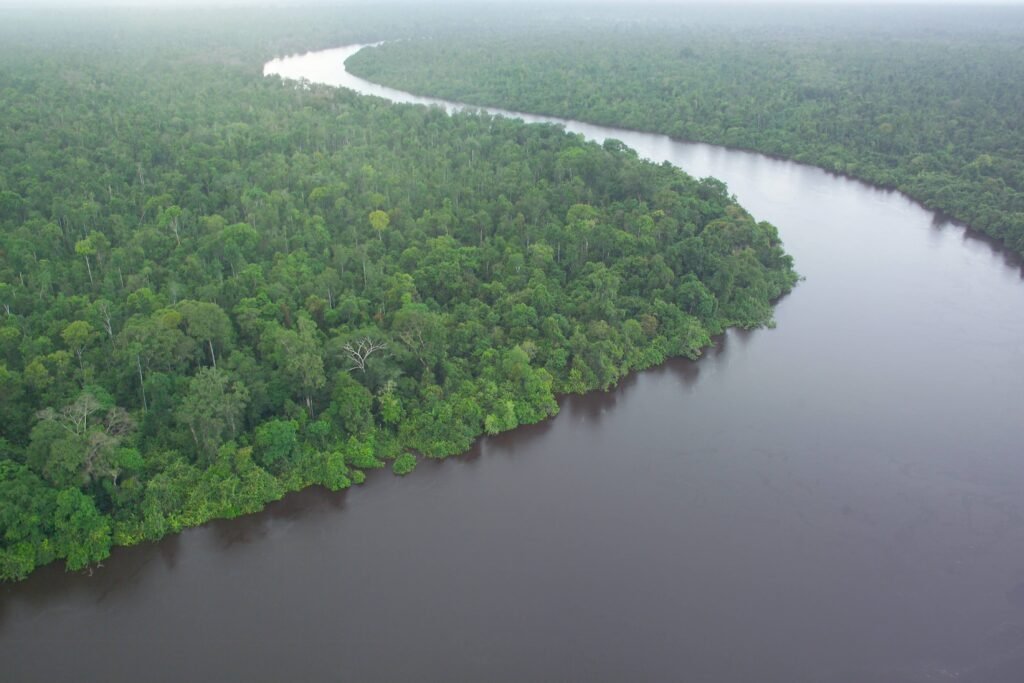Peat Swamp