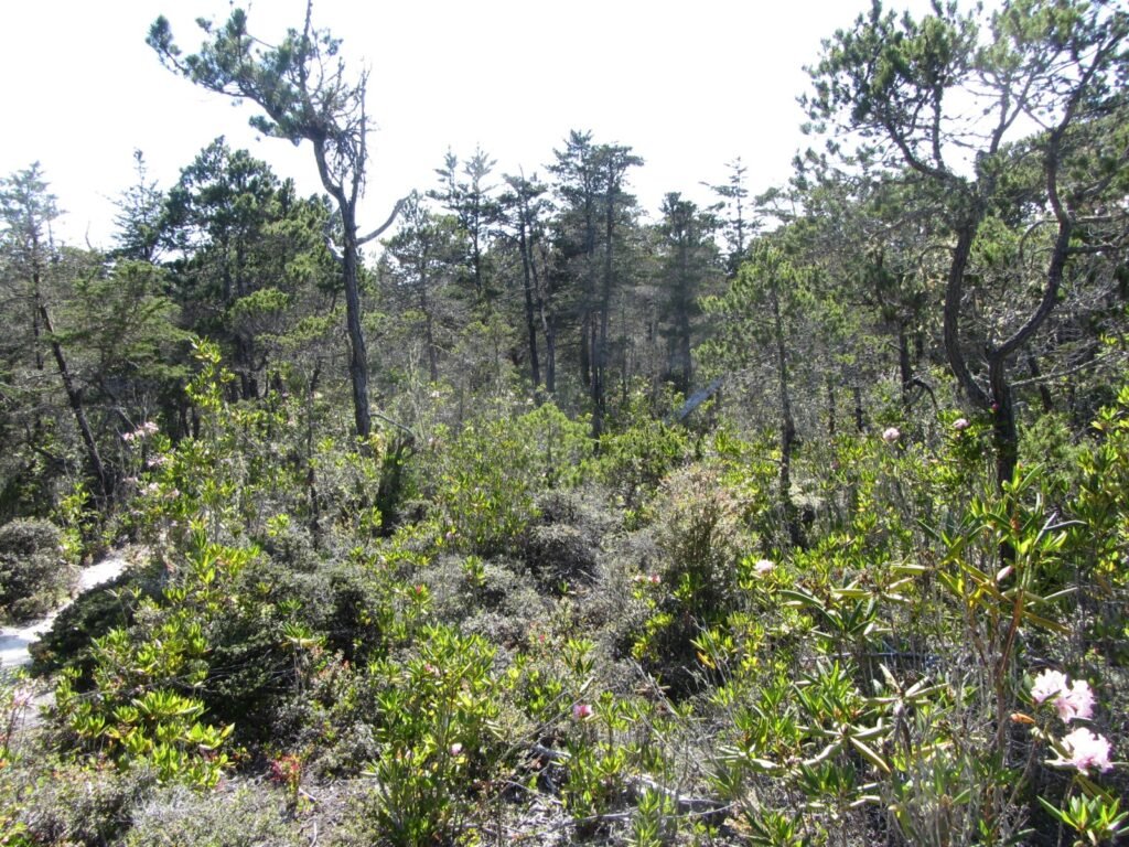 A misty elfin forest