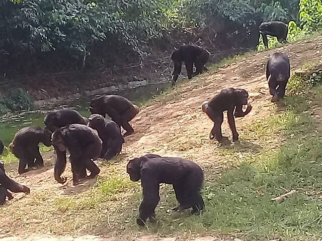 Chimpanzee group - Wildlife Conservation