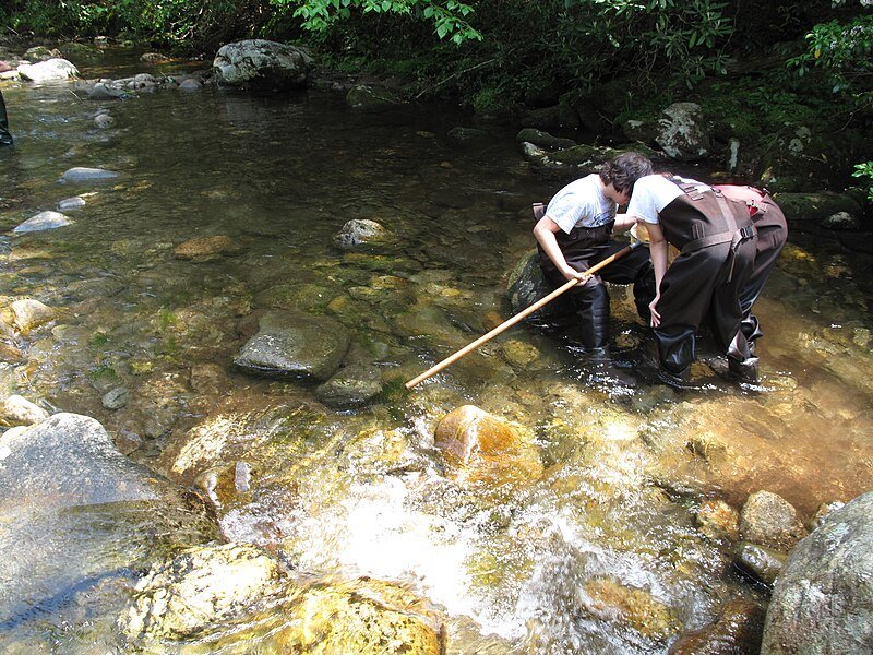 Wildlife - Students engaged in collecting macroinvertebrates