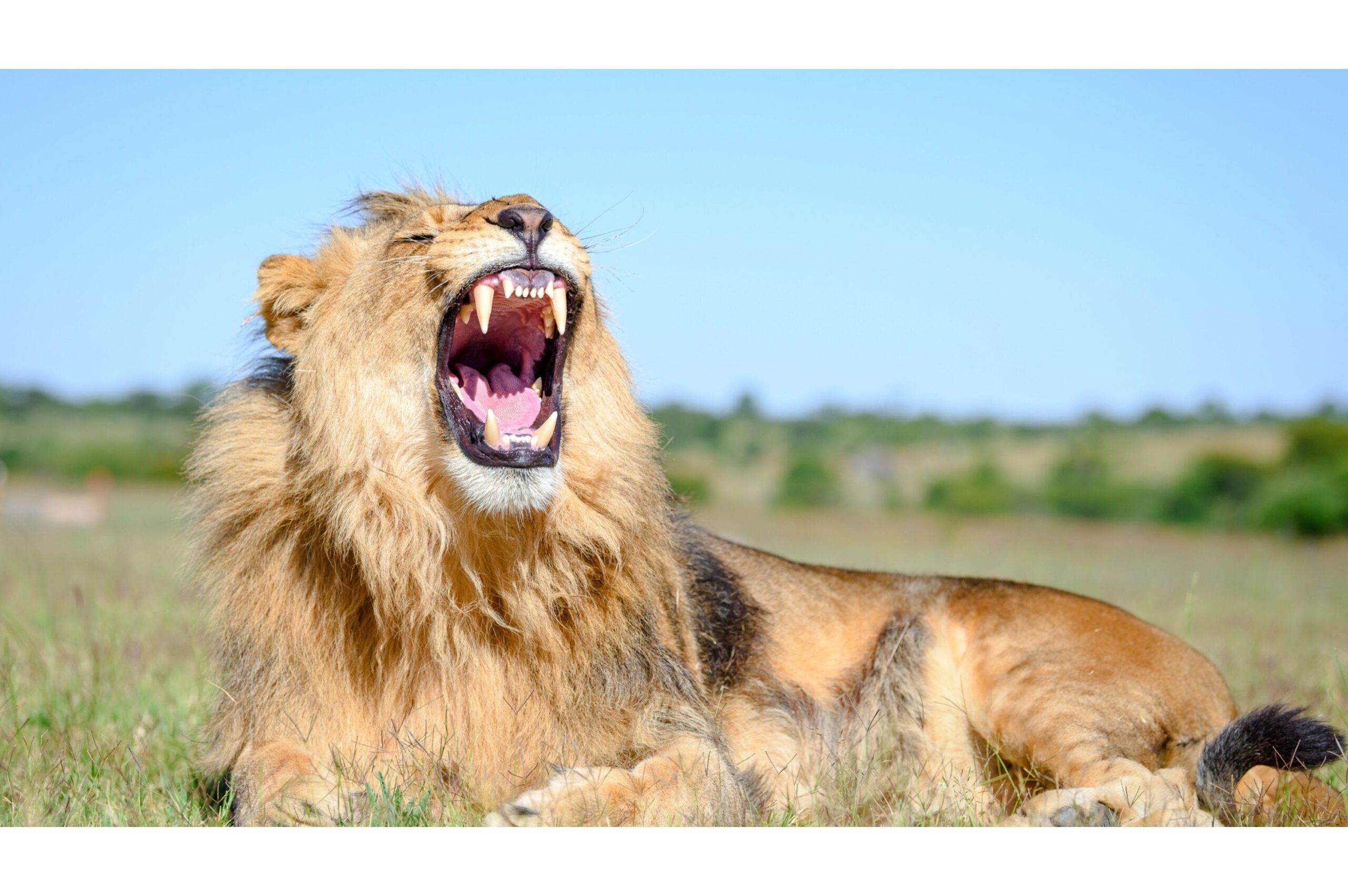 Wildlife Conservation as a Key Factor in Preventing Zoonotic Diseases