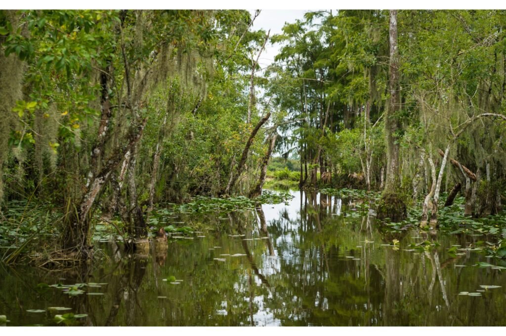 River in the Everglades